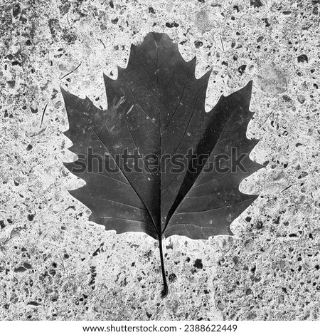 Leaf on a concrete pavement, autumn motif, background for text, black and white, inverted photo