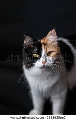 tricolor cat on a black background