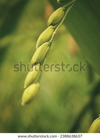 A picture of some rice on a rice plant