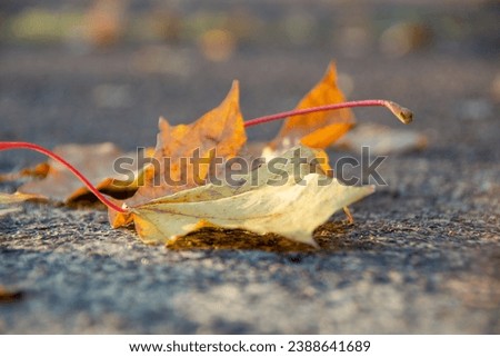 A perspective shot of a fallen yellow maple leave on a road with beautiful bokeh in the background. High quality photo