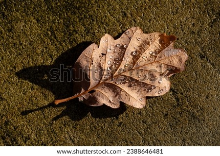 Oak (Quercus) leaf with clear little water drops after a rain shower, macro close up. Brownish monochrome rotten foliage lying on concrete floor in bright autumn sunlight with sharp shadow. 