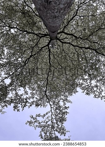 Blue skyview Under bushido tree Royalty-Free Stock Photo #2388654853
