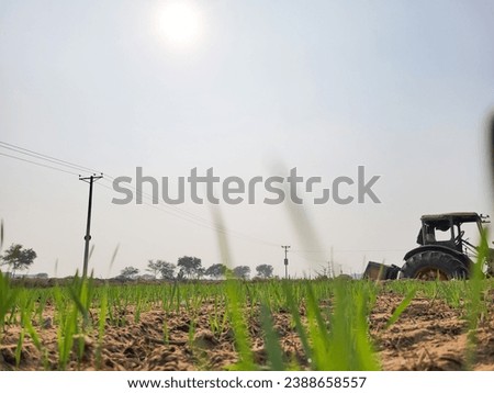 Growing plants or field of wheat with aunt view