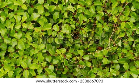 photo of green leaves that can be used as a background