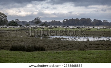 A flock of Drenthe Heath sheep, walking and grazing through the Dwingelderveld nature reserve, on a cold wet autumn day in November Royalty-Free Stock Photo #2388668883