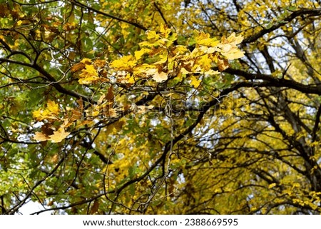 Branches of an old oak tree in autumn