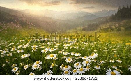 Beautiful summer spring mountain scenery with a clearing of daisies in the foreground. Natural morning landscape. Royalty-Free Stock Photo #2388671961