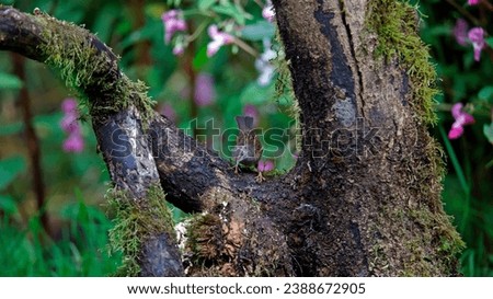 Dunnock in the woods on a mossy log