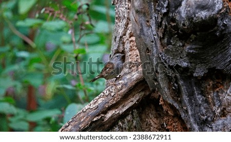 Dunnock in the woods on a mossy log