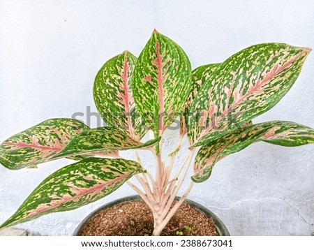 Aglaonema is an ornamental leaf plant that has a graceful and beautiful shape. This plant has fibrous roots with stems without cambium. has large, pinnate and arranged leaves