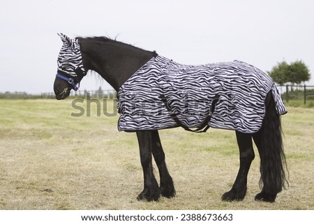 Friesian horse with fly-rug on meadow Royalty-Free Stock Photo #2388673663