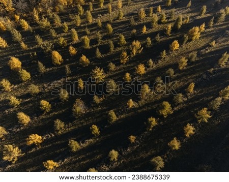 A young forest of spruces, pine trees planted in rows. Nature, deforestation, planting new trees, business, Christmas trees. Photo from a drone, from the sky. Little trees.