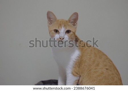 Ginger cat sitting on the floor  Royalty-Free Stock Photo #2388676041