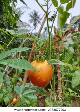 A picture of the red tomato sighting in the garden after the rain