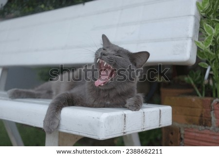 Black cat yawning on the chair  Royalty-Free Stock Photo #2388682211