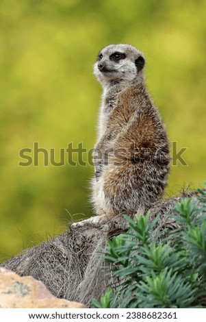 The meerkat (Suricata suricatta) or suricate
