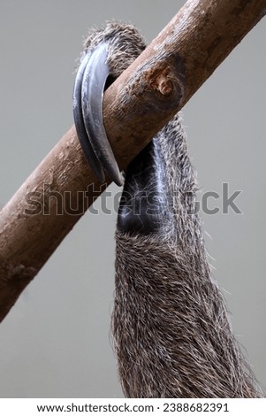 Linnaeus's two-toed sloth (Choloepus didactylus) claw in wildlife, close-up
