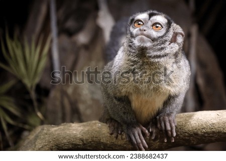 Night monkey, also known as owl monkey or douroucouli