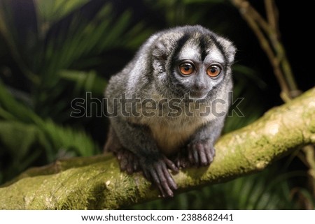 Night monkey, also known as owl monkey or douroucouli Royalty-Free Stock Photo #2388682441