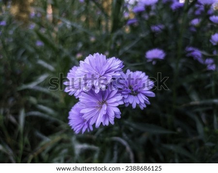 purple chinese aster flowers in the garden
