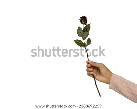 Dry Red Rose Isolated on White Background Hand Woman holding Flowers for Broken Heart Valentine Days concept.