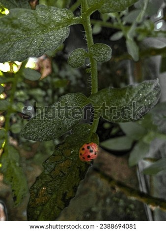 A picture of a ladybug that alises on a tomato lea