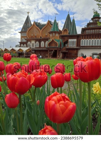 Spring has come, the tulips in the park Kolomensky, Moscow, Russia are starting to bloom and are red,  on May 7, 2023