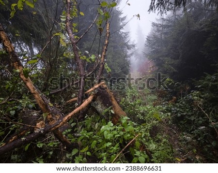 The forest, spoiled by illegal logging, is shrouded in a mysterious fog. Tree skeletons serve as ghostly witnesses, and the fog gives the landscape an eerie atmosphere. Ruthlessness towards nature. Royalty-Free Stock Photo #2388696631