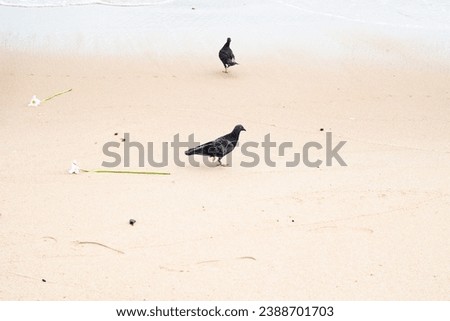 Two pigeons looking for food on the beach sand. Wild life.