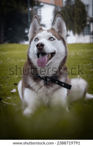 Siberian husky smile pet photography