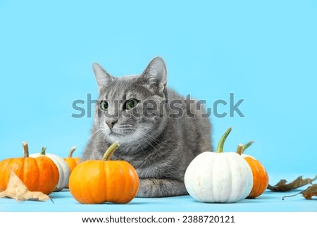 Cute cat with pumpkins and fallen leaves on blue background. Thanksgiving Day celebration