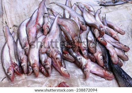 Sheatfish sale at local market,Thailand Royalty-Free Stock Photo #238872094