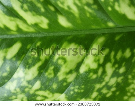 Close up photo of green and cream leaves, tropical ornamental plants, selected focus. Suitable as a natural wallpaper or background.