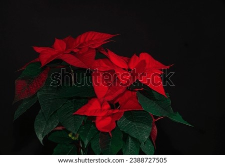 Christmas decoration and flowers. A beautiful Poinsettia flower with text space on a black endless background.Close-up of red poinsettia flowers (Euphorbia pulcherrima). Red poinsettia Royalty-Free Stock Photo #2388727505