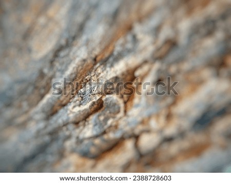 Unfocused on detail of an old grapefruit tree trunk texture.