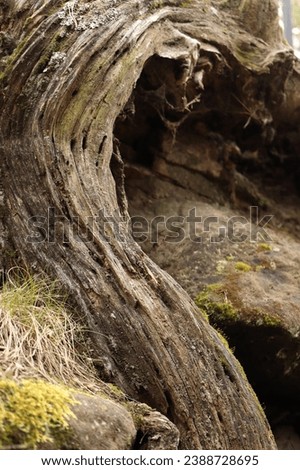 old tree trunk in rock