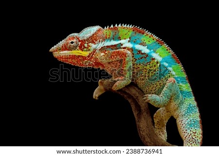 Beautiful of chameleon panther, chameleon panther on branch, chameleon panther closeup