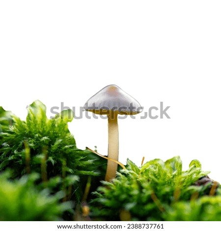 A single mushroom stands amid lush moss, a serene, natural still life against a white backdrop.