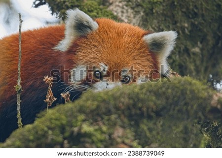 An endangered species. The Red Panda at Singalila Nation Park on Nepal Border. Lovingly called Master Shifu. They are red furry balls of feather and absolutely stunning to look at.