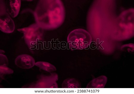 Pictures of jellyfish taken in the aquarium under coloured light 