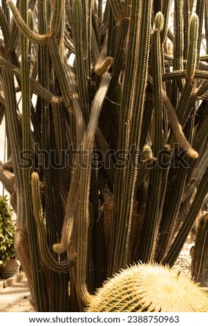 Selected focused on a group of small and colourful cactus plante