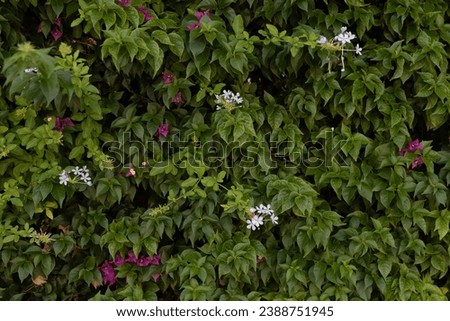 Small green leaves texture background with beautiful pattern. Cl