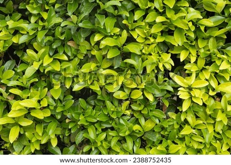 green park Sicily natural leaf 