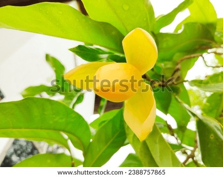 Yellow Champaka flower is about to bloom. The photo shows three petals covering each layer of the flower. Perfectly and beautifully
