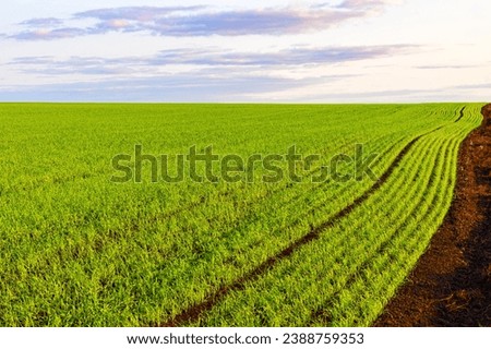 field with young wheat sprouts, shot with shallow depth of field. winter wheat close-up shot. young wheat sprout. field with green grass. 