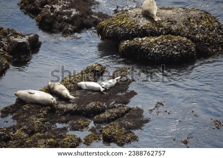 Cute harbor seals basking on some rocks in the low ocean tide.  Picture taken from a cliff above them.