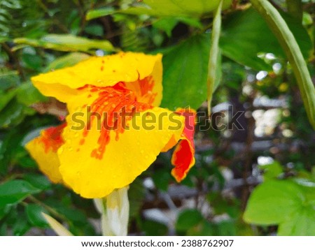 Yellow canna flowers bloom to meet the dawn and falling raindrops. refreshing