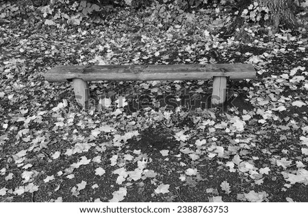 Bench in the park, autumn weather, leaves on the ground, black and white photo