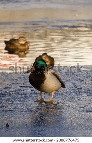 A Duck stood on the Ice in the middle of a city pond 