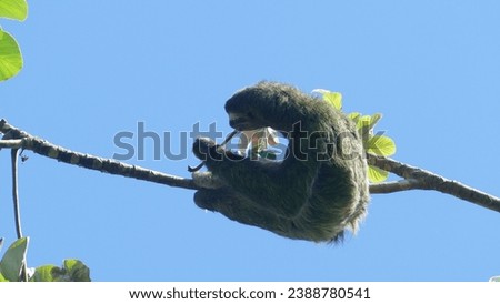 Brown-throated sloth Bradypus variegatus on top of high tree in Manuel Antonio National Park in Puntarenas Province in Costa Rica under clear blue sunny sky
